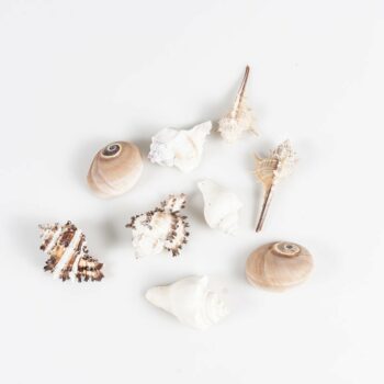 Lot de coquillages variés (1L)