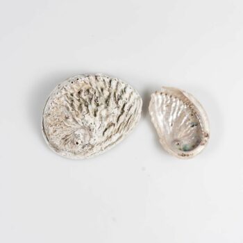 Lot 5 coquillages nacrés