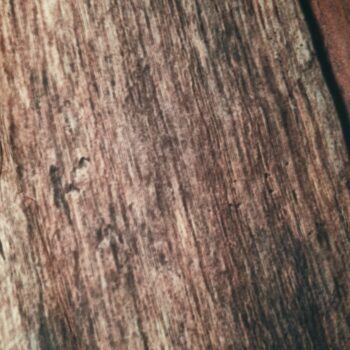 Fond photo effet bois foncé